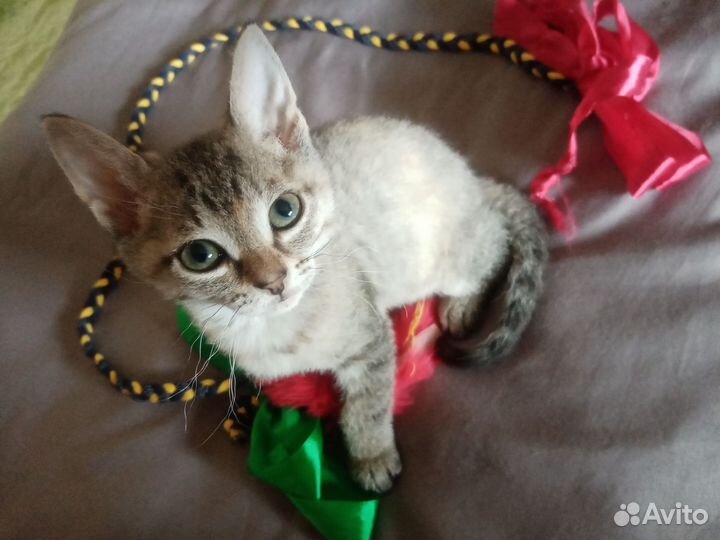 Котёнок от сфинкса