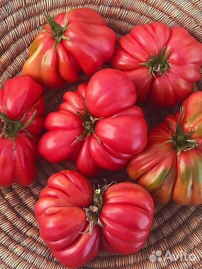 Семена коллекционных томатов