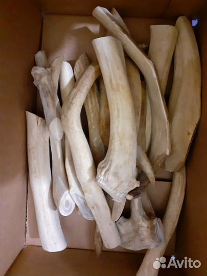 Корм для Собак.Рог Оленя для собак Погрызушка