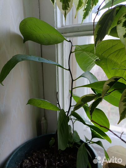 Хурма виргинская и черноплодная рябина