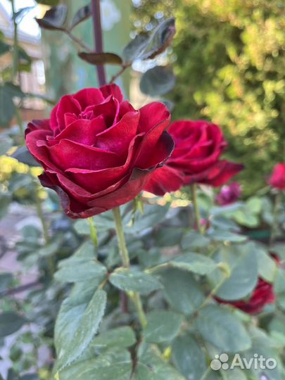 Черенки роз