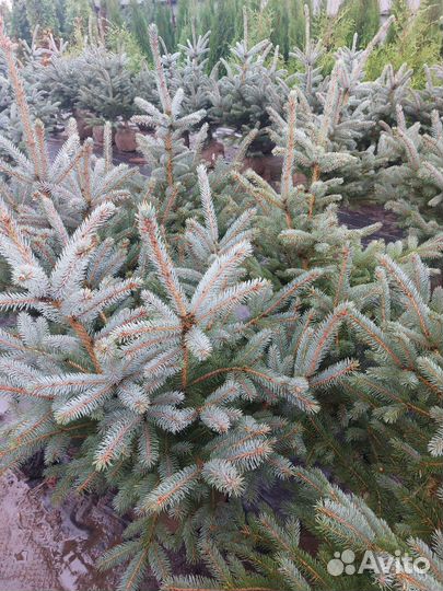 Ель голубая Глаука 80-120см