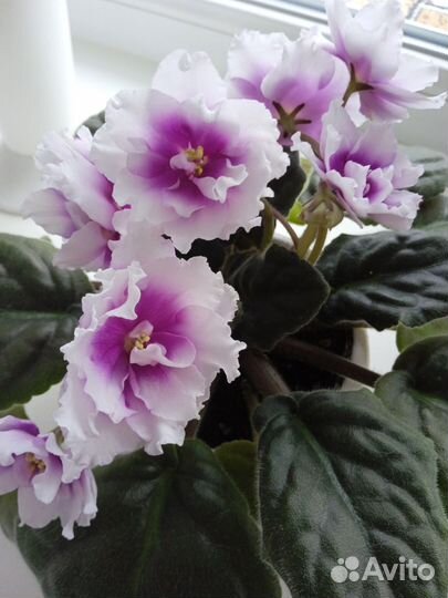 Сортовые фиалки