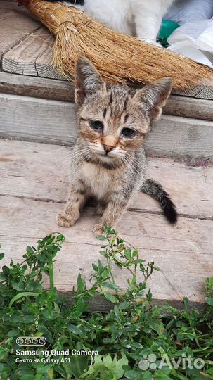 Возмущение