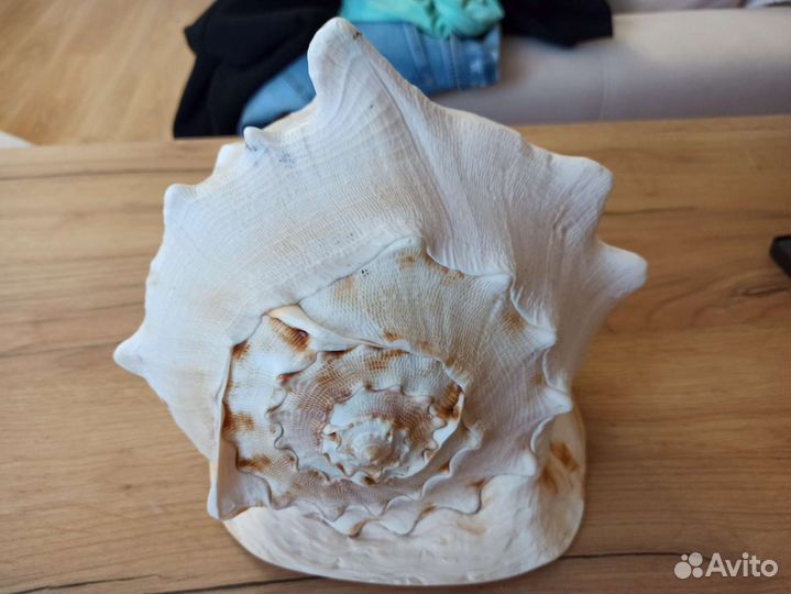 Морская раковина