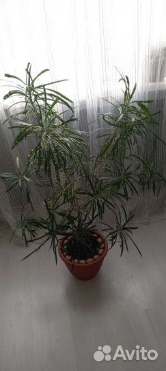 Кротон узколистный