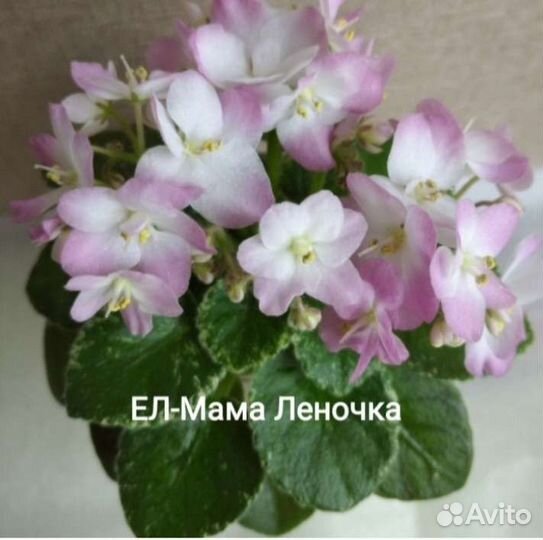 Сортовые фиалки мини, полумини сорта