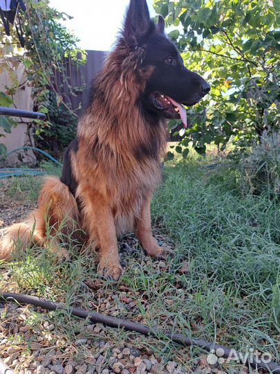 Немецкая овчарка вязка кобель