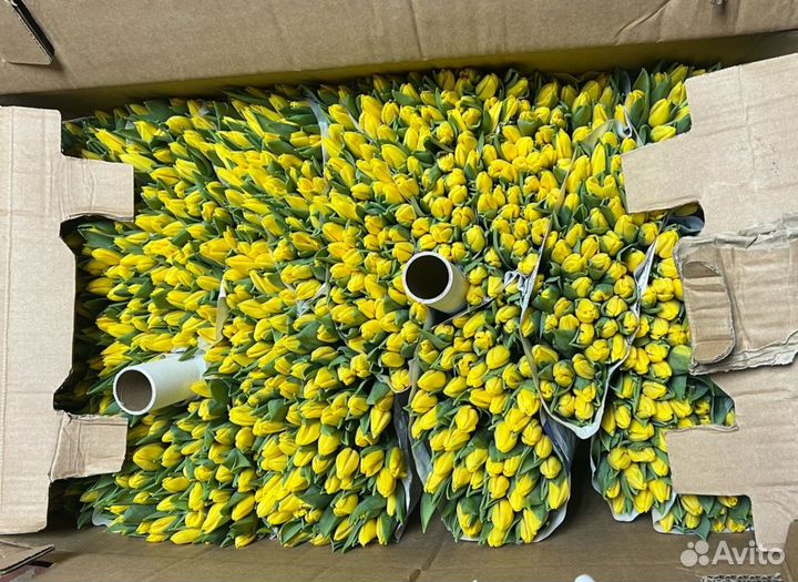 Тюльпаны к 8 марта розница Омск