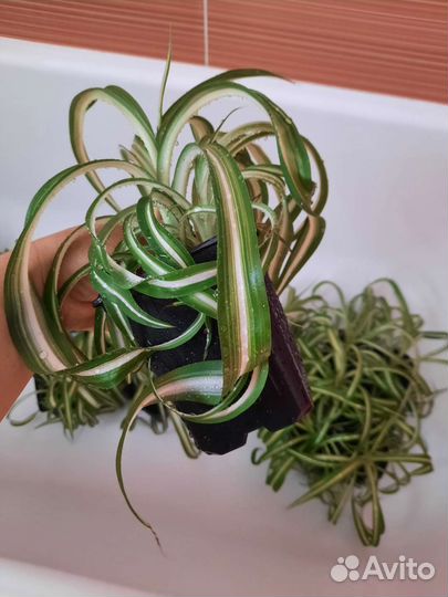 Хлорофитум кудрявый