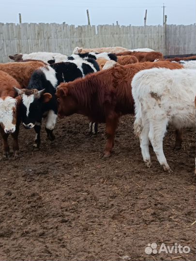 Бычки помеси