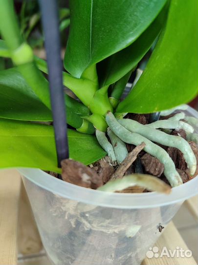 Ароматная орхидея BronzeBuddha