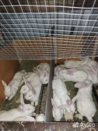 Кролики белый паннон