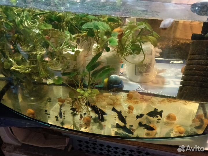 Моллинезии Гуппи Улитки Ампулярия Конусные