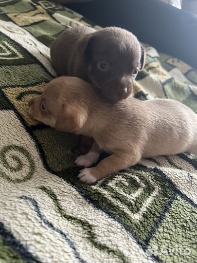 Той-терьер щенки