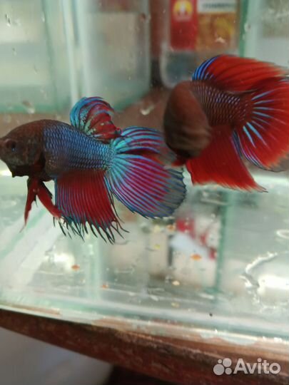 Аквариумные рыбки