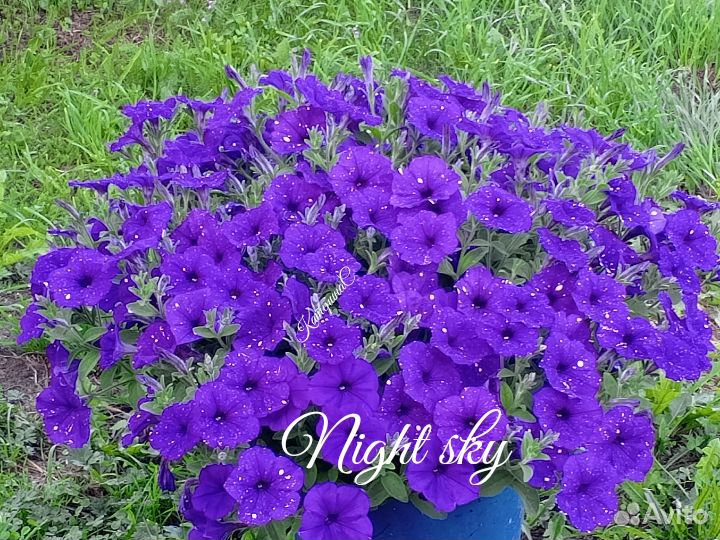 Петуния, лобелия, ипомея батат