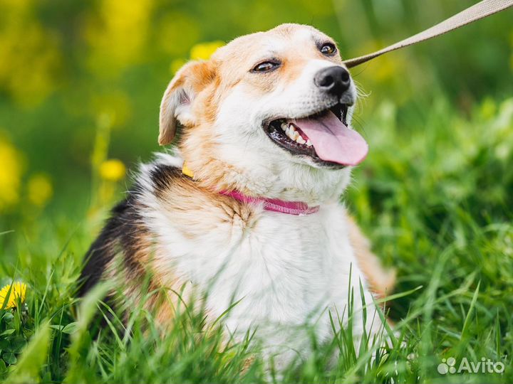 Собака Вайлет в добрые руки