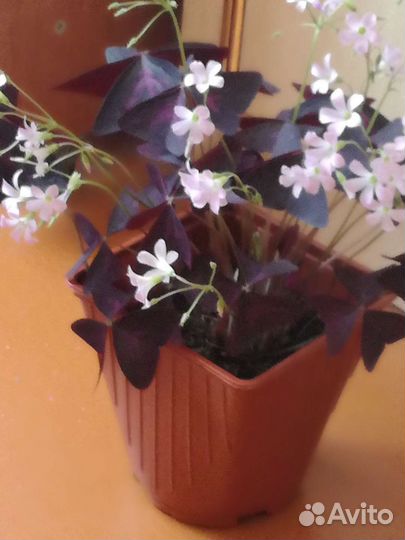 Кислица оксалис