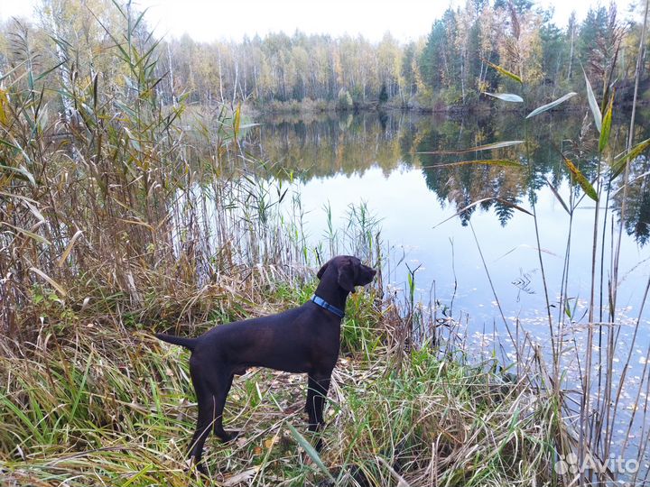 Кобель курцхаар для вязки