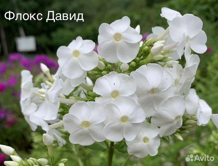 Флоксы сортовые