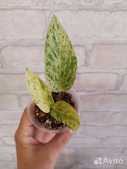 Эпипремнум, сциндапсус