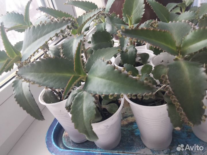 Каланхоэ лечебное