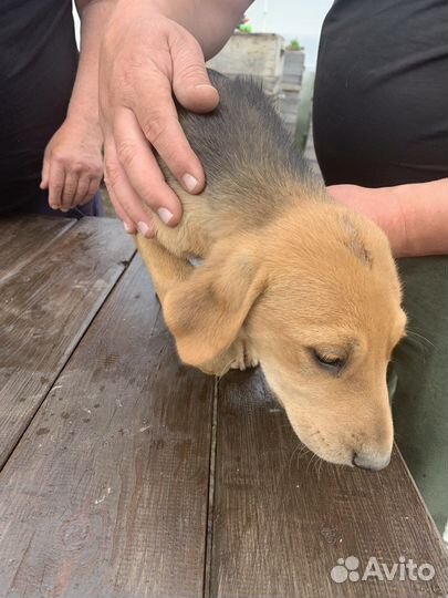 Щенки русской гончей