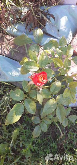 Кустовые розы