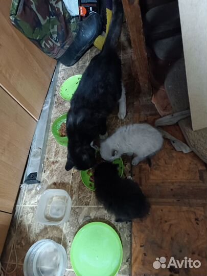 Отдам котенка в добрые руки