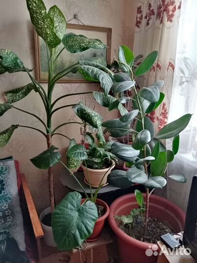 Диффенбахия