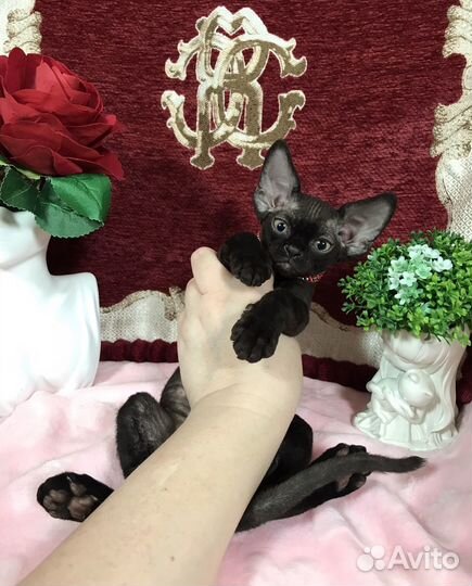 Девон-рекс черные мальчики