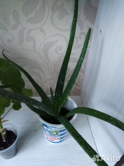 Алоэ вера