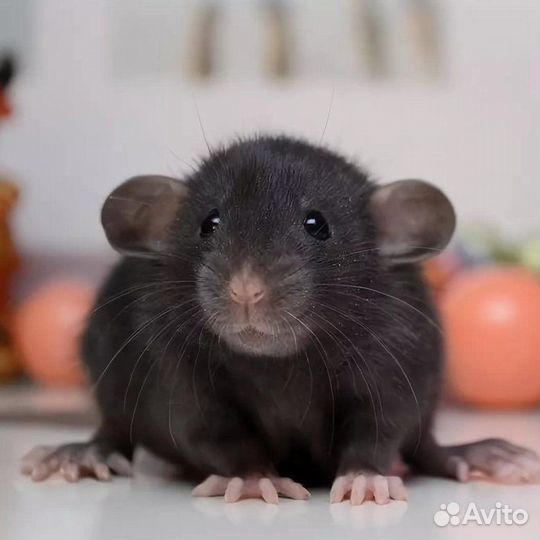 Крысята дамбо