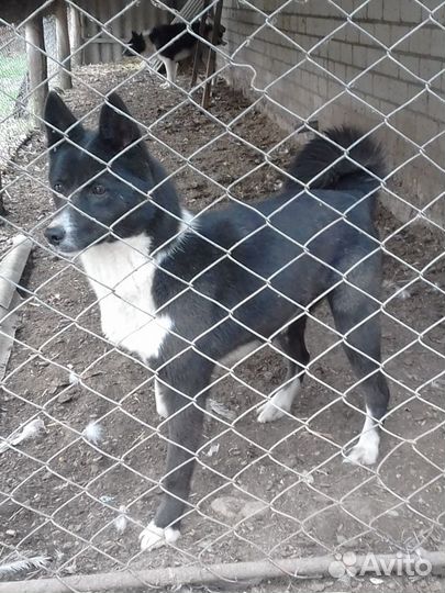 Лайки русскоевропейские