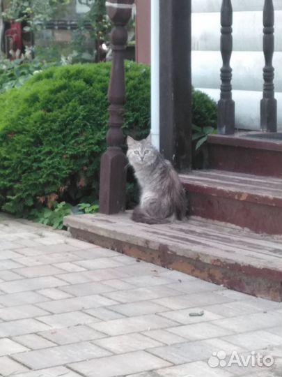 Кошка и котята в добрые руки. Бесплатно