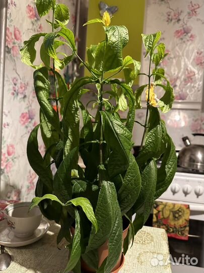 Пахистахис желтый цветок