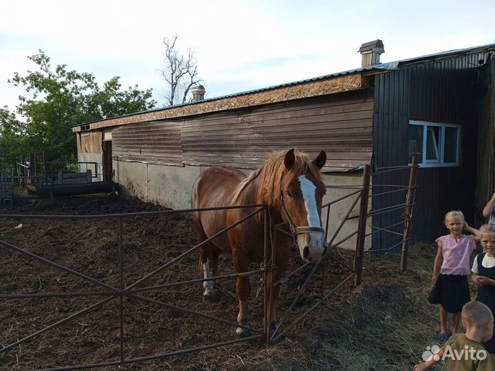 Лошадь кобыла обученная