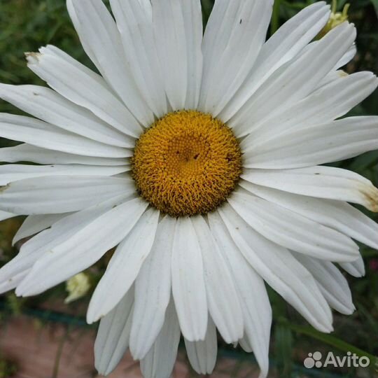 Саженцы с окс ромашка садовая