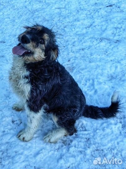 Лохматый щенок хорошим людям