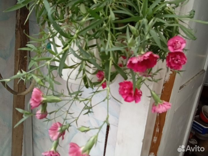 Гвоздика ампельная