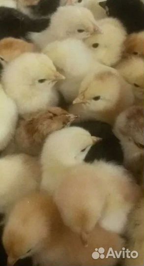 Цыплёнок кур несушек
