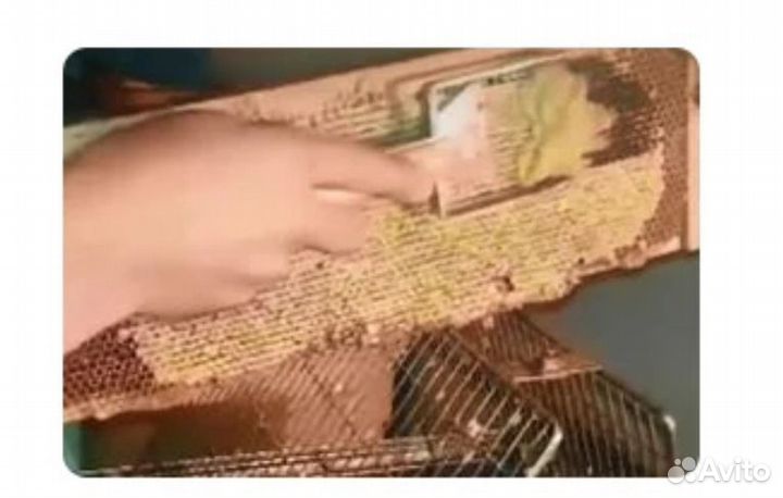 Скребок (мед)