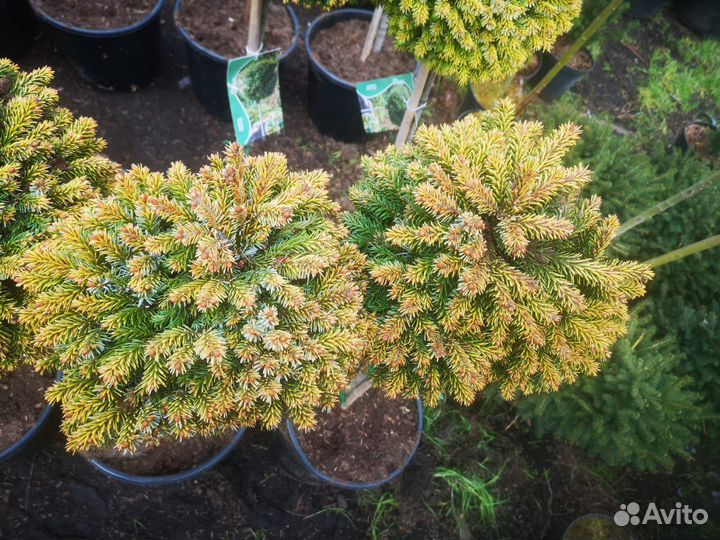 Ель Omorika Peve Tijn на штамбе 1-1,2