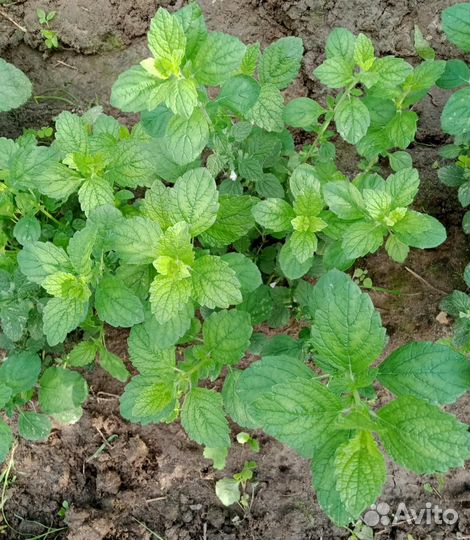 Садовые растения