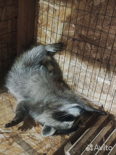 Енот полоскун