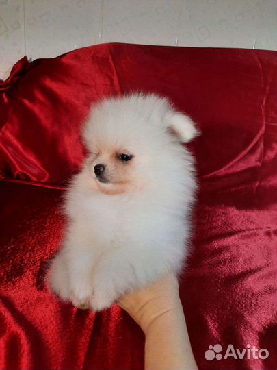 Щенки шпица