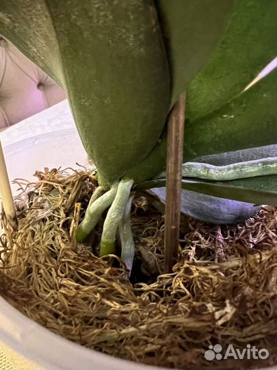 Орхидея Cobrion peliric Sonya