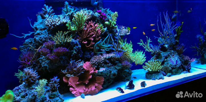 Морской аквариум, оборудование, рыбы, кораллы