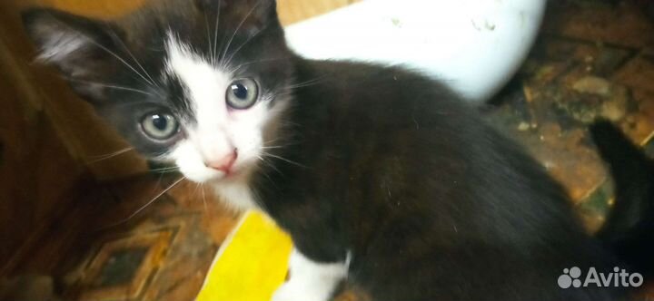 Котята в добрые руки бесплатно